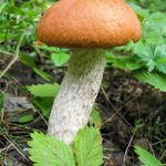 Гриб подосиновик: как найти, распознать и приготовить