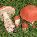 Гриб подосиновик: как найти, распознать и приготовить