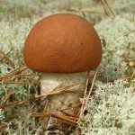 Гриб подосиновик: как найти, распознать и приготовить