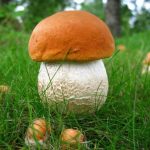 Гриб подосиновик: как найти, распознать и приготовить