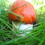 Гриб подосиновик: как найти, распознать и приготовить