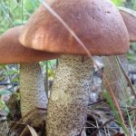 Гриб подосиновик: как найти, распознать и приготовить