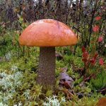 Гриб подосиновик: как найти, распознать и приготовить