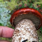 Гриб подосиновик: как найти, распознать и приготовить