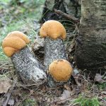 Гриб подосиновик: как найти, распознать и приготовить