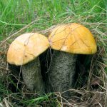 Гриб подосиновик: как найти, распознать и приготовить