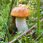 Гриб подосиновик: как найти, распознать и приготовить