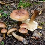 Гриб рядовка: характеристика съедобных и несъедобных видов