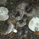 Гриб рядовка: характеристика съедобных и несъедобных видов