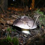 Гриб рядовка: характеристика съедобных и несъедобных видов