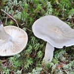 Гриб рядовка: характеристика съедобных и несъедобных видов