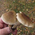 Гриб рядовка: характеристика съедобных и несъедобных видов