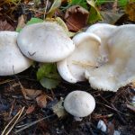 Гриб рядовка: характеристика съедобных и несъедобных видов