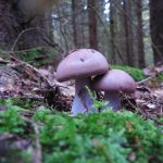 Гриб рядовка: характеристика съедобных и несъедобных видов