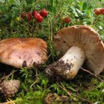 Гриб рядовка: характеристика съедобных и несъедобных видов