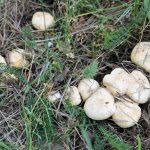 Гриб рядовка: характеристика съедобных и несъедобных видов