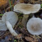 Гриб рядовка: характеристика съедобных и несъедобных видов