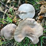 Гриб рядовка: характеристика съедобных и несъедобных видов