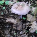 Гриб рядовка: характеристика съедобных и несъедобных видов