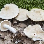 Гриб рядовка: характеристика съедобных и несъедобных видов