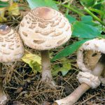 Гриб-зонтик съедобный: характеристика видов и варианты приготовления