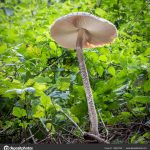 Гриб-зонтик съедобный: характеристика видов и варианты приготовления