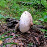 Гриб-зонтик съедобный: характеристика видов и варианты приготовления