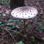 Гриб-зонтик съедобный: характеристика видов и варианты приготовления