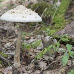 Гриб-зонтик съедобный: характеристика видов и варианты приготовления