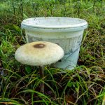 Гриб-зонтик съедобный: характеристика видов и варианты приготовления