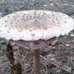 Гриб-зонтик съедобный: характеристика видов и варианты приготовления