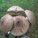 Гриб-зонтик съедобный: характеристика видов и варианты приготовления