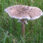 Гриб-зонтик съедобный: характеристика видов и варианты приготовления