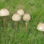 Гриб-зонтик съедобный: характеристика видов и варианты приготовления