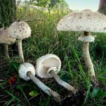 Гриб-зонтик съедобный: характеристика видов и варианты приготовления