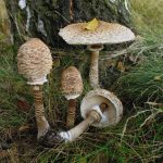 Гриб-зонтик съедобный: характеристика видов и варианты приготовления