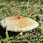 Гриб-зонтик съедобный: характеристика видов и варианты приготовления