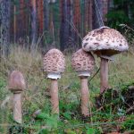 Гриб-зонтик съедобный: характеристика видов и варианты приготовления