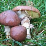 Грибы маслята: разновидности и способы заготовки