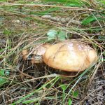 Грибы маслята: разновидности и способы заготовки