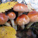 Грибы маслята: разновидности и способы заготовки