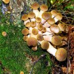 Грибы маслята: разновидности и способы заготовки