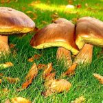 Грибы маслята: разновидности и способы заготовки