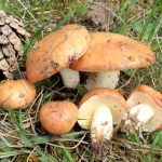 Грибы маслята: разновидности и способы заготовки