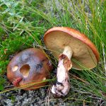 Грибы маслята: разновидности и способы заготовки