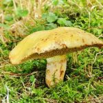 Грибы маслята: разновидности и способы заготовки