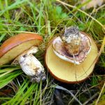 Грибы маслята: разновидности и способы заготовки