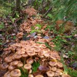 Грибы маслята: разновидности и способы заготовки