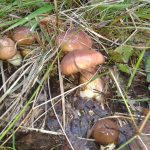 Грибы маслята: разновидности и способы заготовки