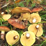 Грибы маслята: разновидности и способы заготовки